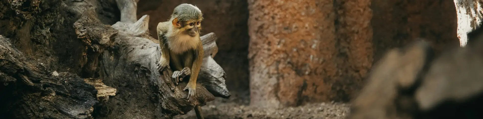 Prahos zoologijos sodas – tarp geriausių pasaulyje