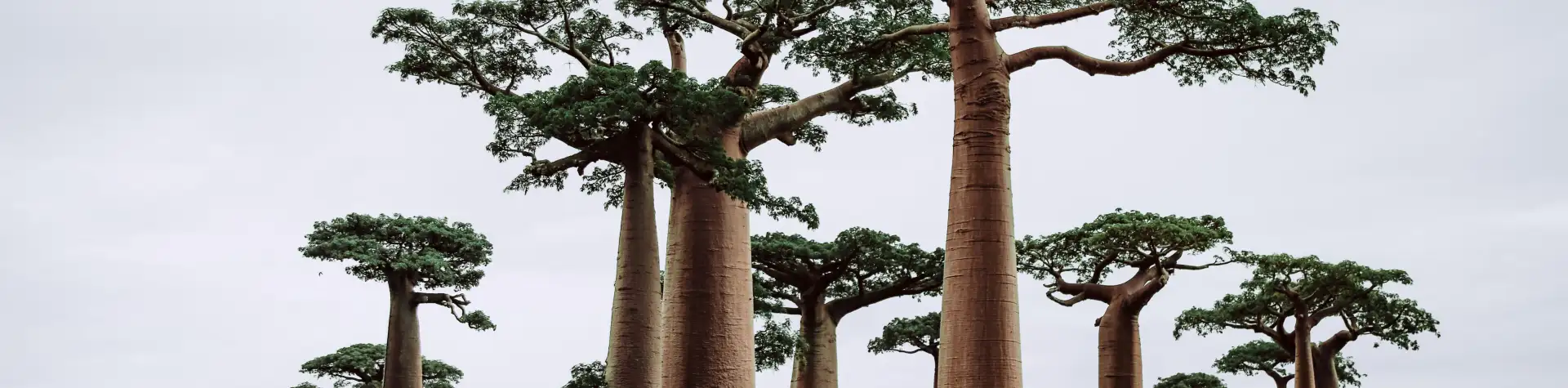Madagaskaro gamtos stebuklai