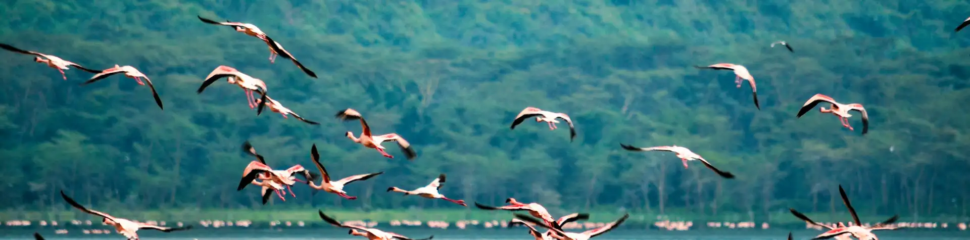 Nakuru: flamingų ežeras Kenijoje