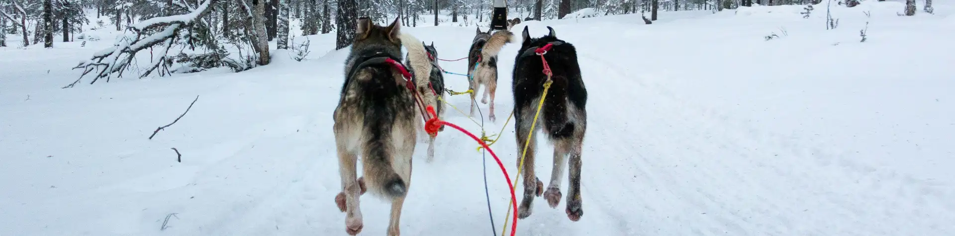 Smagi žiemos pramoga – pasivažinėjimas šunų kinkiniu