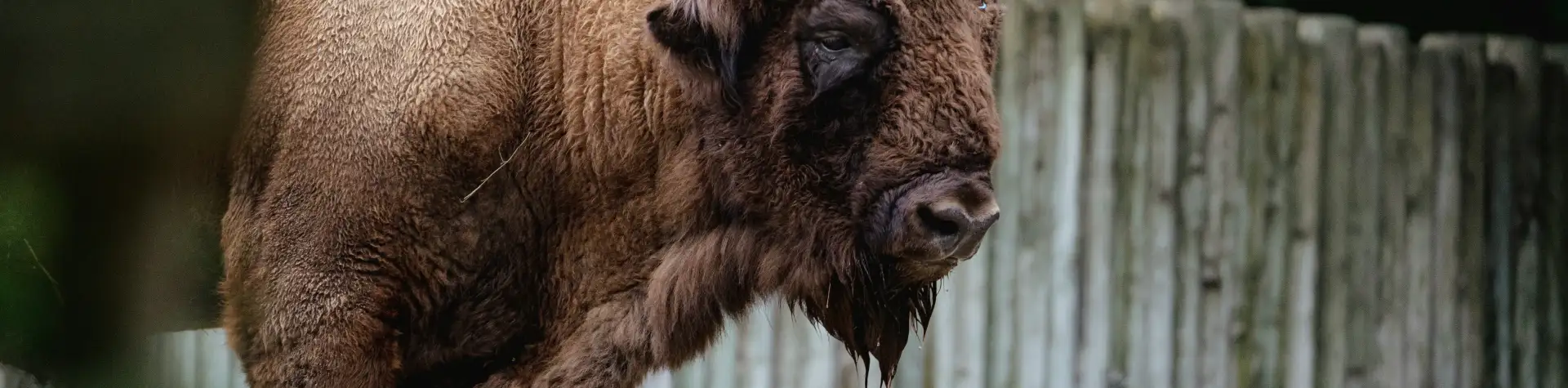 Pasižvalgyti virš Nevėžio senvagių – nuo naujojo apžvalgos bokšto