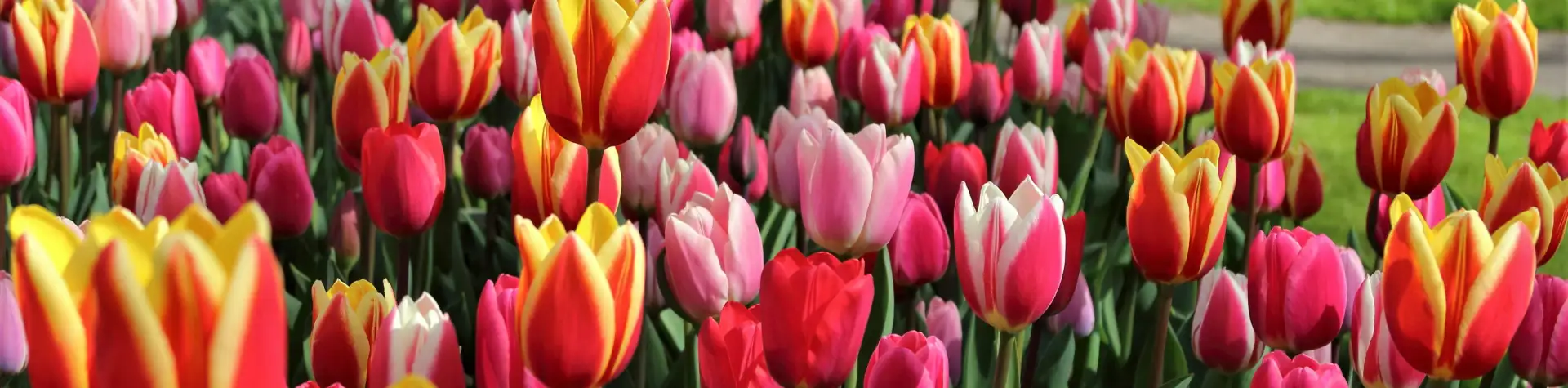Didžiausias pasaulio gėlių sodas: Keukenhof