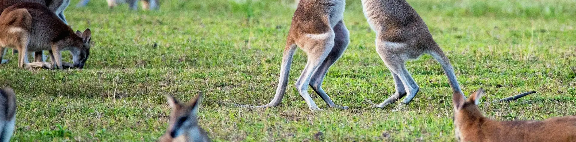 Dvi savaitės Australijoje: keliautojos įspūdžiai