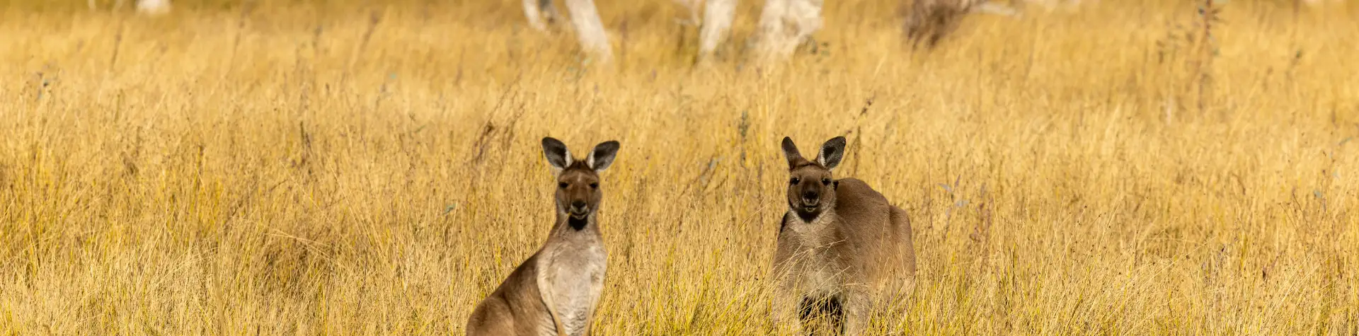 Išgyvenimas laukinėje Australijos gamtoje